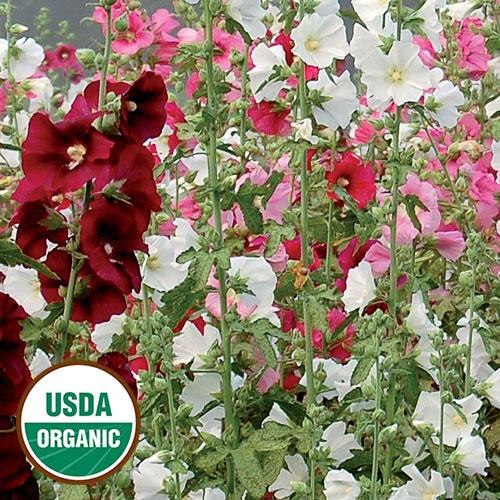 Seed Savers Outhouse Hollyhock
