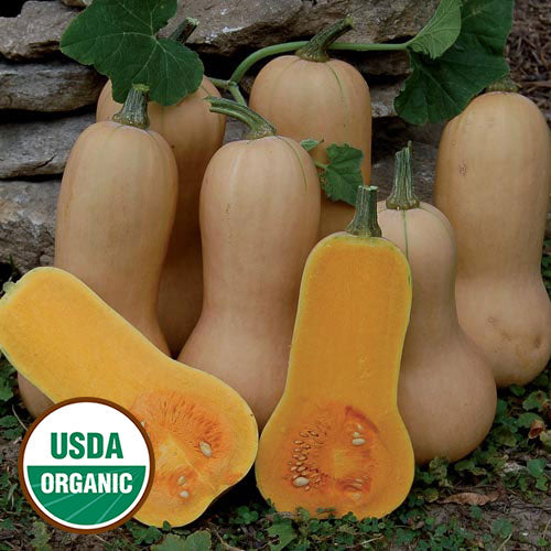 Seed Savers Organic Waltham Butternut Squash