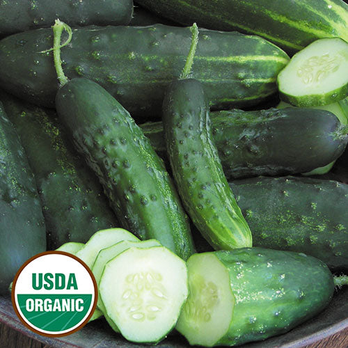 Seed Savers Organic Early Fortune Cucumber