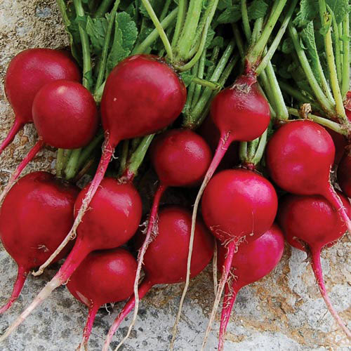Seed Savers Early Scarlet Globe Radish