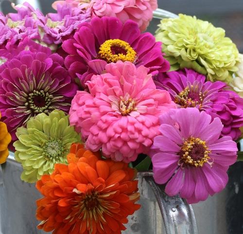 Seed Savers SSE Zinnia Mix