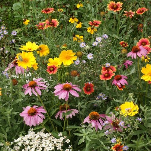 Seed Savers Honey Bee Flower Mix