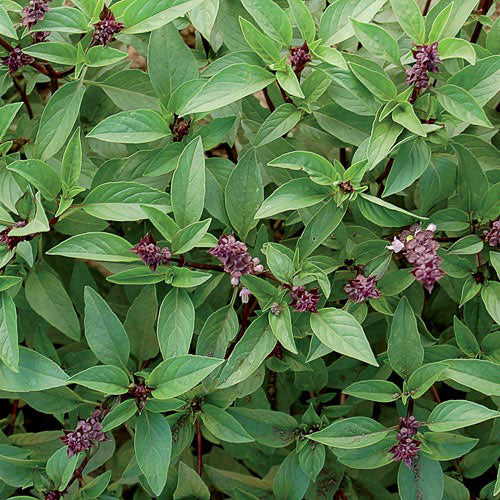 Seed Savers Organic Thai Basil