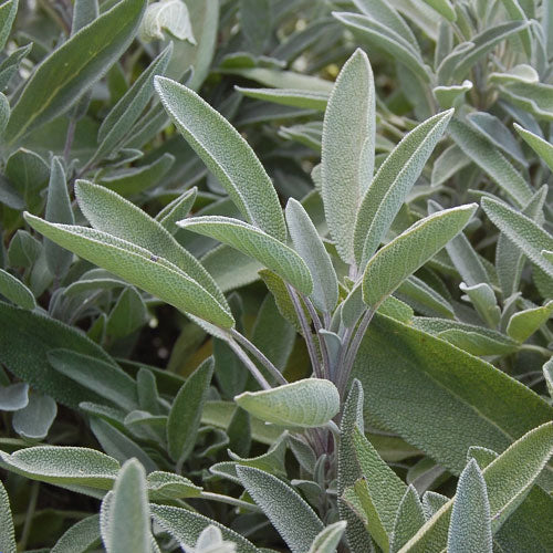 Seed Savers Green Culinary Sage