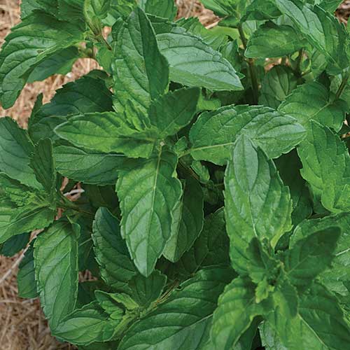 Seed Savers Spearmint