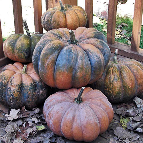 Seed Savers Musquee de Provence Squash