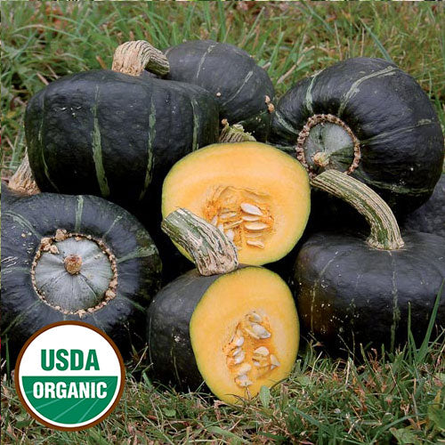 Seed Savers Organic Burgess Buttercup Squash