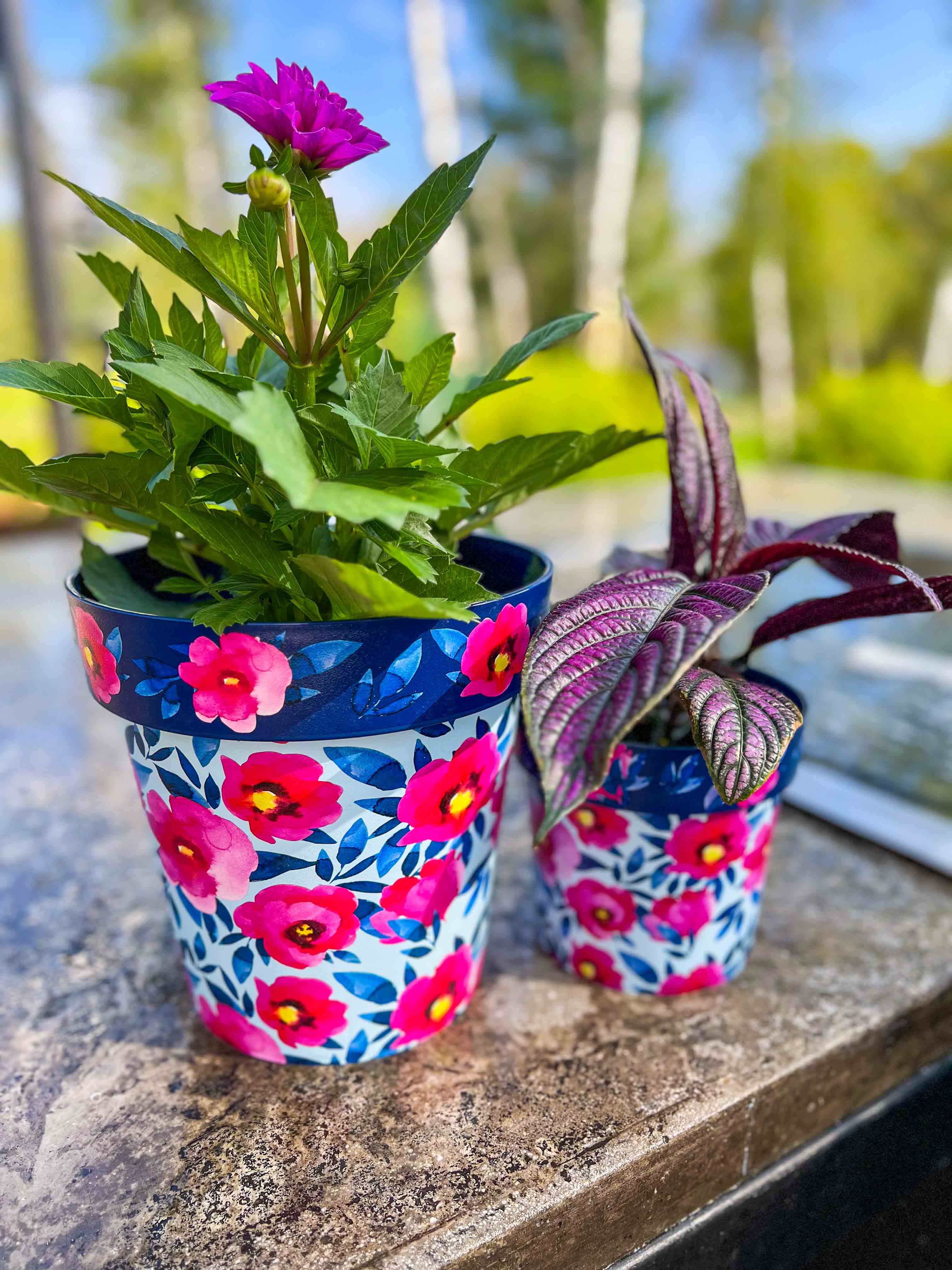 Pink Poppies Zest Pot